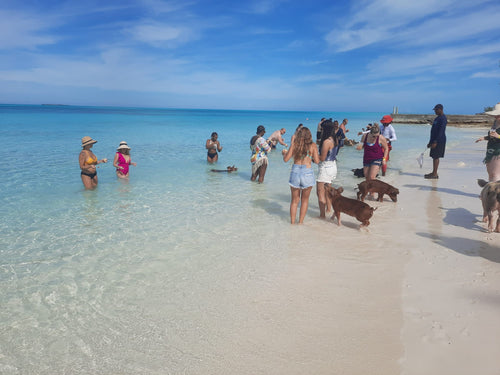 Private Island Adventure – Swim with the Pigs & Beach Lunch Stop