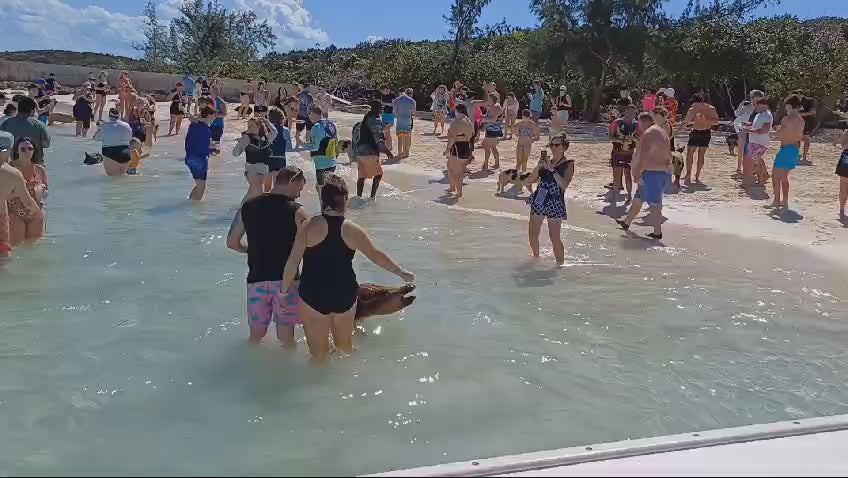 Private Island Adventure – Swim with the Pigs & Beach Lunch Stop